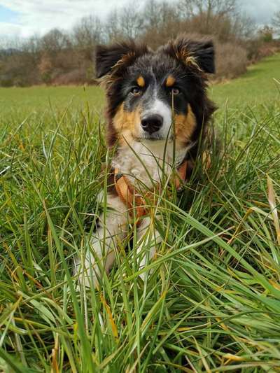 Hundetreffen-Spazieren - Tricksen - Fun-Bild