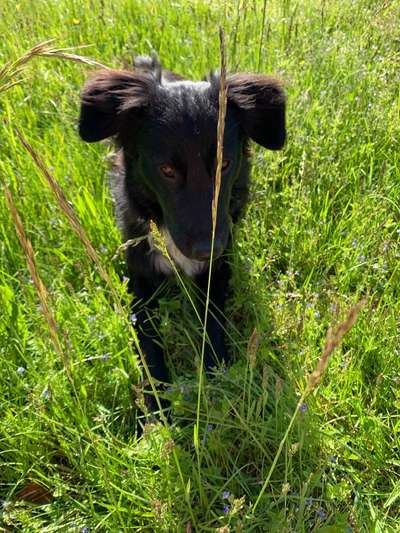 Die Dogorama Kalender Challenge Teil 3/4-Beitrag-Bild