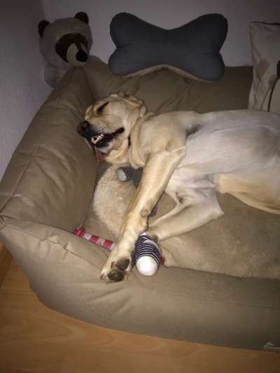 Zeigt mir die lustigsten Schlafpositionen eurer Fellnasen-Beitrag-Bild