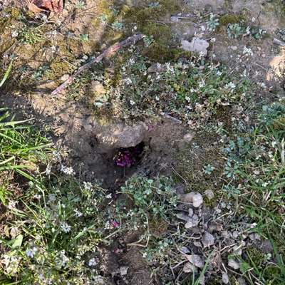 Giftköder-Rattengift in den Plantagen-Bild