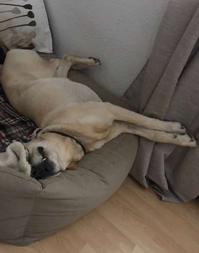 Zeigt mir die lustigsten Schlafpositionen eurer Fellnasen-Beitrag-Bild