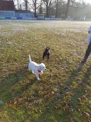 Hundetreffen-Badaune-Bild