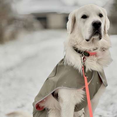 Hundetreffen-Gassi/Spiel treff 🐾🤍-Bild