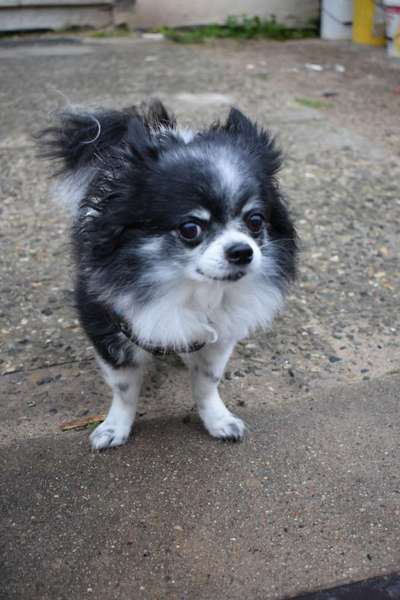 Wo sind die Chihuahua Besitzer ?-Beitrag-Bild