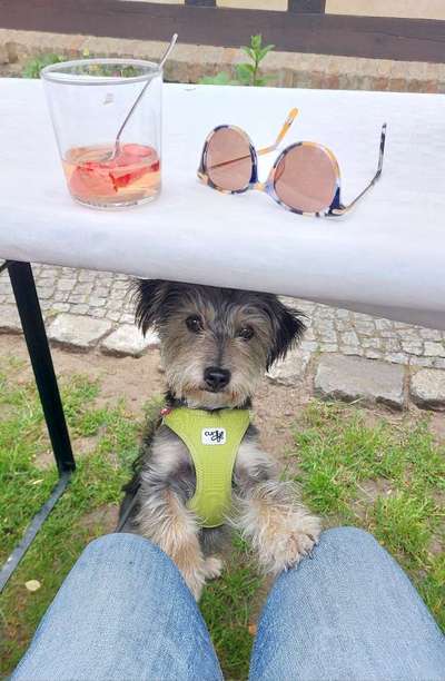 Dogorama Photo Challenge - Hunde in Action-Beitrag-Bild