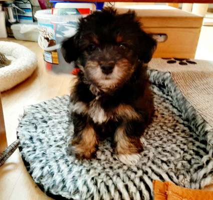 Welpen Bilder !-Beitrag-Bild