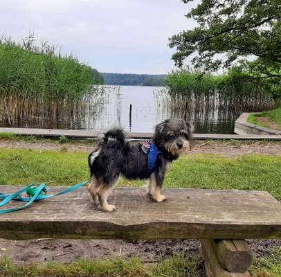 Die Dogorama Wochen Challenge: “Dein Hund im Urlaub”-Beitrag-Bild