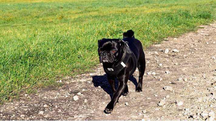 Hundetreffen-Mops-Treffen light-Bild