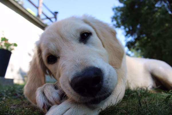 Wo sind die Golden Retriever Liebhaber?-Beitrag-Bild