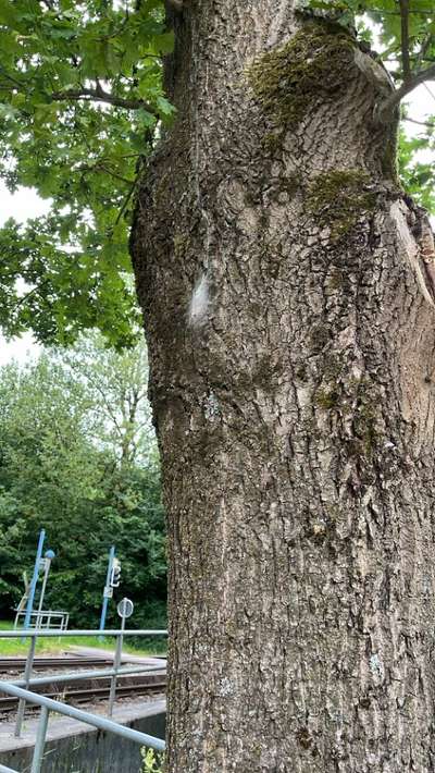 Giftköder-Eichenprozessionsspinner Nest-Bild