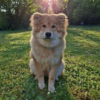 Hundetreffen-Spielgefährte für Dino-Bild