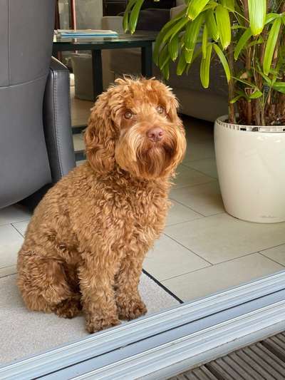 Labradoodle gesucht-Beitrag-Bild