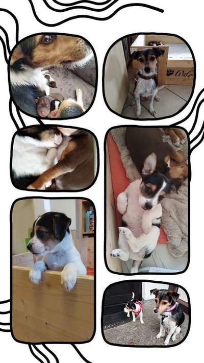 Tierschutzhunde suchen ein Zuhause-Beitrag-Bild