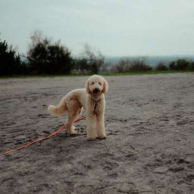 Hundetreffen-Mittelgroße Spielpartner für Wilma gesucht-Bild