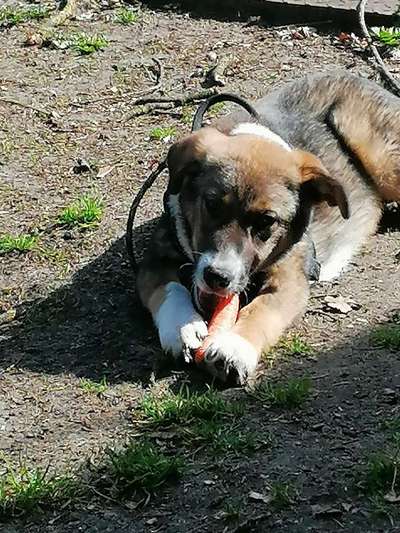 Challenge 23 : "  Euer Hund beim Frühlingserwachen "-Beitrag-Bild