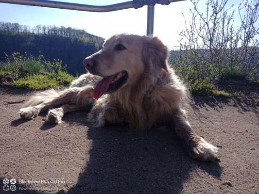 Die Dogorama Wochen Challenge-Beitrag-Bild