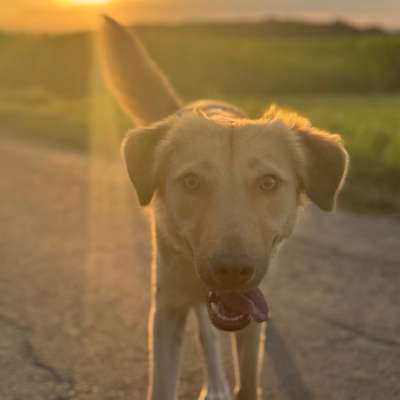 Hundetreffen-Auto Training-Bild