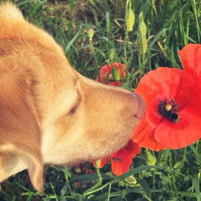 Hundetreffen-Social Walk / gemeinsames Training! 🐾-Bild