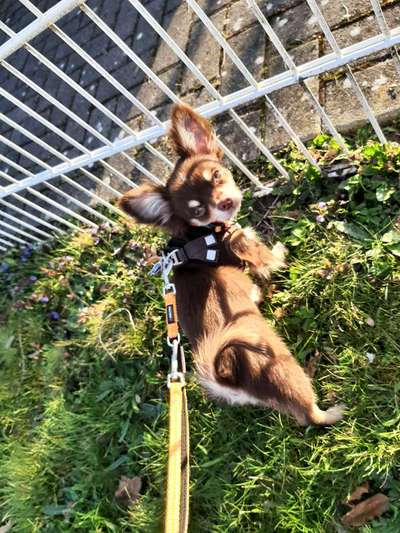 Welche Hunderasse-Beitrag-Bild