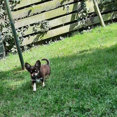 Wo sind die Chihuahua Besitzer ?-Beitrag-Bild