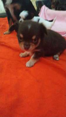 Wo sind die Chihuahua Besitzer ?-Beitrag-Bild