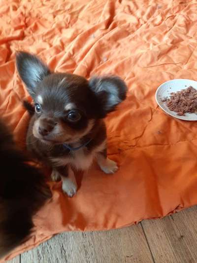 Wo sind die Chihuahua Besitzer ?-Beitrag-Bild