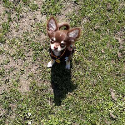 Wo sind die Chihuahua Besitzer ?-Beitrag-Bild