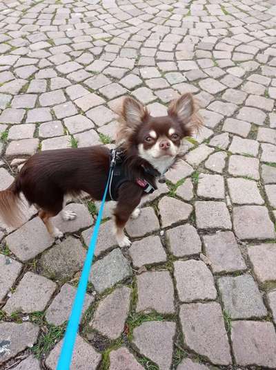 Wo sind die Chihuahua Besitzer ?-Beitrag-Bild