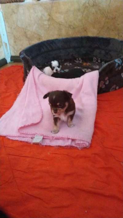 Wo sind die Chihuahua Besitzer ?-Beitrag-Bild