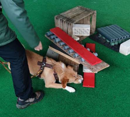 41. Handy Fotochallenge - Euer gemeinsames Hobby-Beitrag-Bild