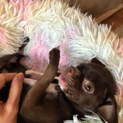 Hundetreffen-Kleine Spazier & Spielfreunde gesucht-Bild