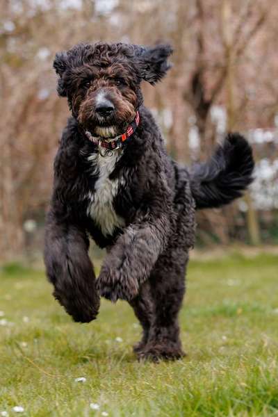 Fotosammlung: ,,Der natürliche Hund" Unbearbeitet, ungestellt und in Natura-Beitrag-Bild