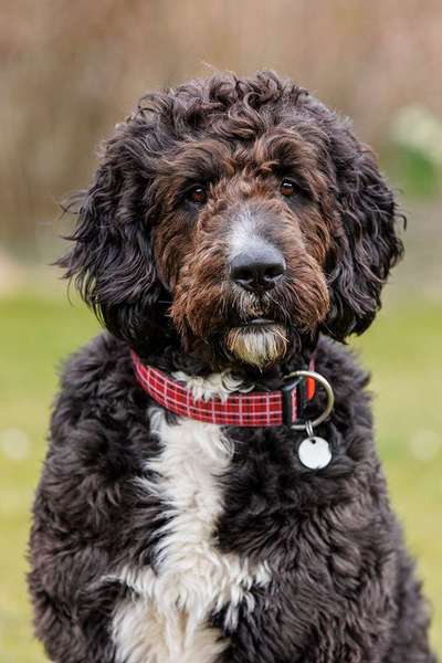 Zeigt her eure Junghunde :)-Beitrag-Bild