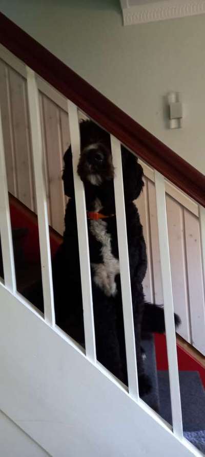 Fotosammlung: ,,Der natürliche Hund" Unbearbeitet, ungestellt und in Natura-Beitrag-Bild