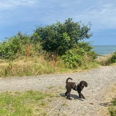 Hundetreffen-Hundefreunde finden-Bild