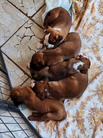 Deutsche Boxer-Beitrag-Bild