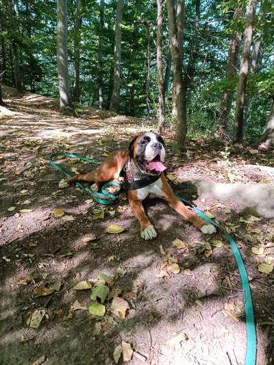 Deutsche Boxer-Beitrag-Bild