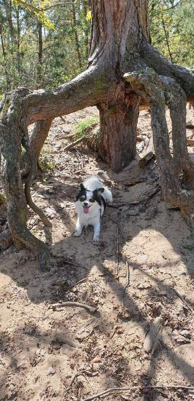 Dogorama Photo Challenge- Wurzeln-Beitrag-Bild