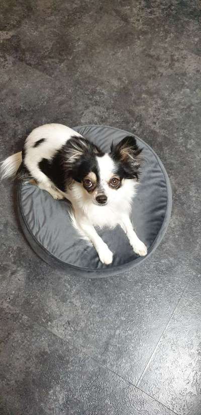 Postet das beste Foto von euren 4 beinern-Beitrag-Bild