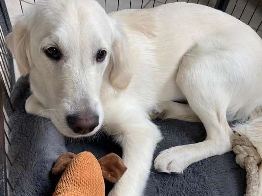 Wo sind die Golden Retriever Liebhaber?-Beitrag-Bild