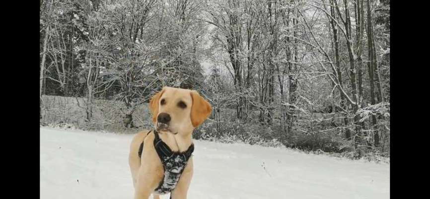 Die Dogorama Kalender Challenge Teil 2/4-Beitrag-Bild