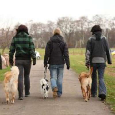 Hundetreffen-Social Walk/Begegnungstraining Schwarzenbergpark-Bild