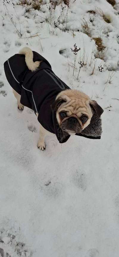 Hundetreffen-Unsere Molly Mops sucht einen Freund zum tobben Spielen & Spaß haben und spazieren .Molly ist drei-Bild
