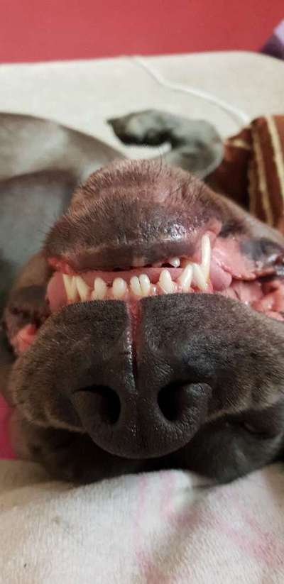 Zeigt mir die tollste Nahaufnahme von eurer Fellnase-Beitrag-Bild