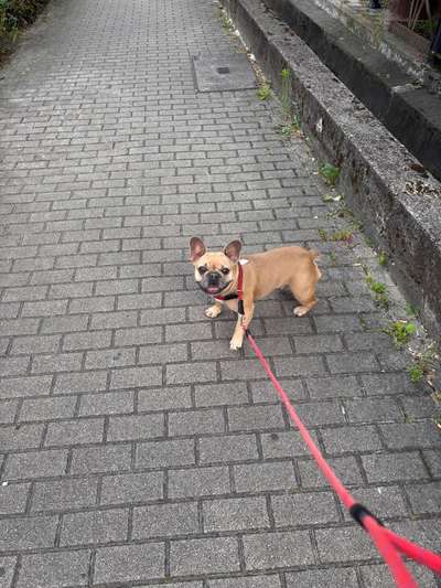 Hundetreffen-Frenchie Crew Weinheim-Bild