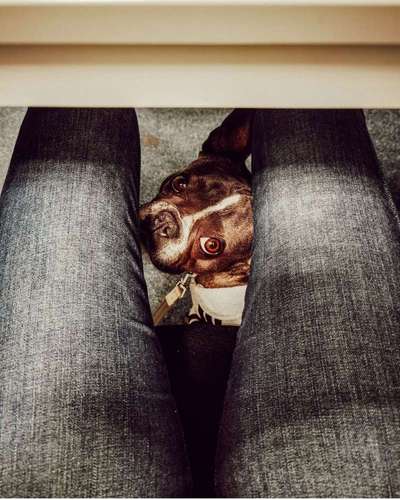 Dogorama Photo Challenge - Hundeblick zum hinschmelzen-Beitrag-Bild