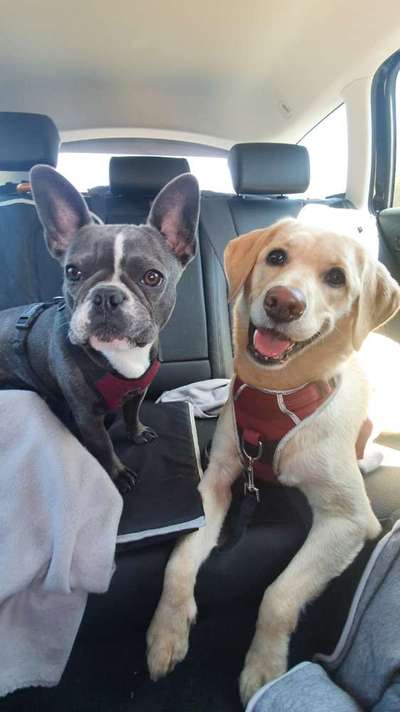 Bester Freund, Hundekumpel - zeigt her!-Beitrag-Bild