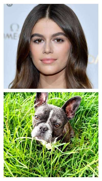 Wie heißt dein Hund?-Beitrag-Bild