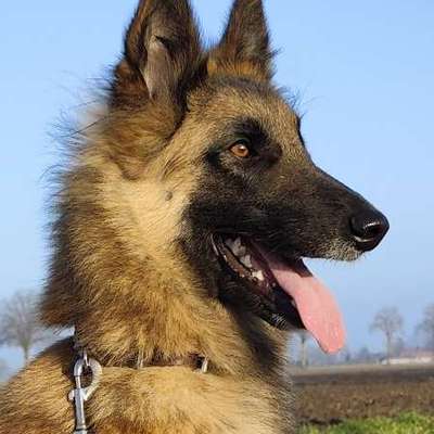 aktuelles Foto Gruppe Backen für Hunde