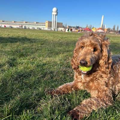 Hundetreffen-Spaziergang auf dem Tempelhofer Feld-Bild